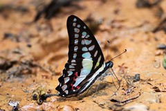Graphium evemon