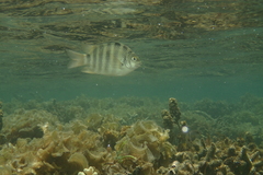 Abudefduf septemfasciatus