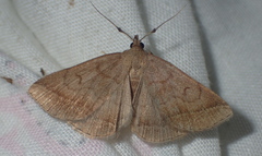 Pechipogo simplicicornis