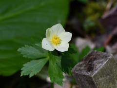 Trollius laxus laxus