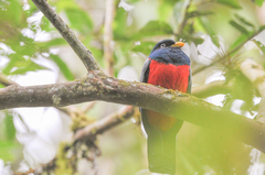 Trogon comptus
