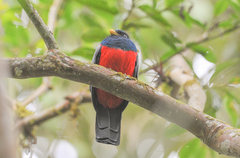 Trogon comptus