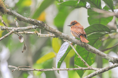 Pachyramphus homochrous
