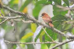 Pachyramphus homochrous