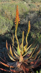 Aloe microstigma
