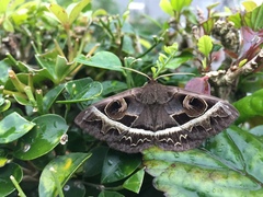 Metopta rectifasciata