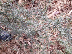 Magnoliopsida