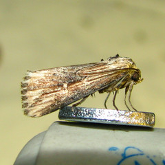 Crambodes talidiformis