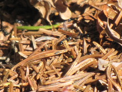 Dolichoderus taschenbergi