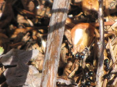 Dolichoderus taschenbergi