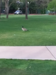 Branta canadensis