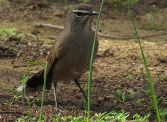 Cercotrichas coryphoeus cinerea