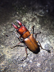 Cyclommatus scutellaris