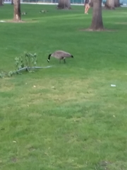 Branta canadensis