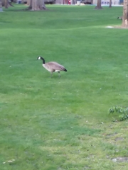Branta canadensis