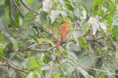 Pachyramphus cinnamomeus