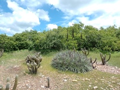 Encholirium spectabile