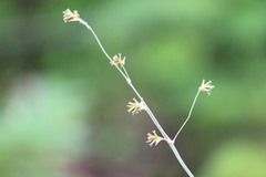 Froelichia humboldtiana