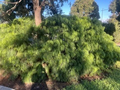 Acacia cognata