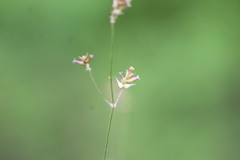 Froelichia humboldtiana