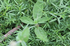 Froelichia humboldtiana