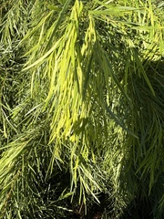 Acacia cognata