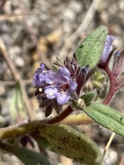 Phacelia humilis
