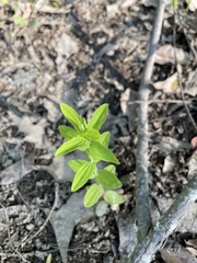 Hypericum gymnanthum