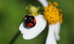 Coelophora biplagiata