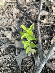 Hypericum gymnanthum