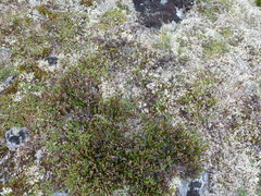 Cassiope tetragona