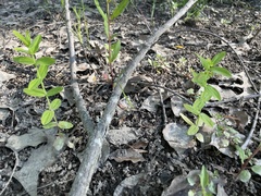 Hypericum gymnanthum