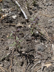 Phacelia humilis