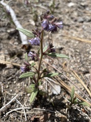 Phacelia humilis