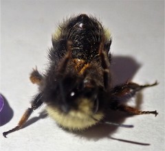 Bombus caliginosus
