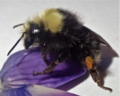 Bombus caliginosus