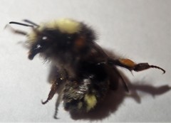 Bombus caliginosus
