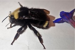 Bombus caliginosus