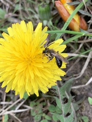 Andrena vicina