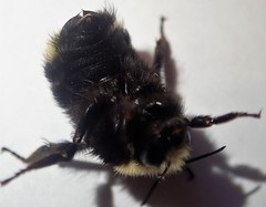 Bombus caliginosus