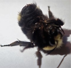 Bombus caliginosus