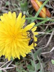 Andrena vicina