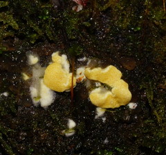 Trichoderma victoriense