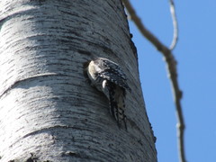 Sphyrapicus varius image