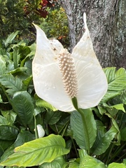 Spathiphyllum wallisii