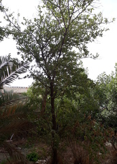 Ziziphus mauritiana