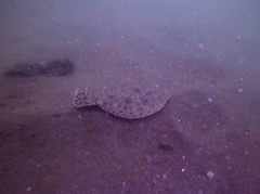 Paralichthys woolmani