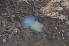 Acromitus flagellatus