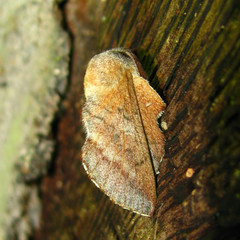 Phyllodesma americana