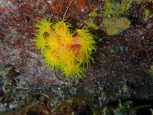 Cup Coral